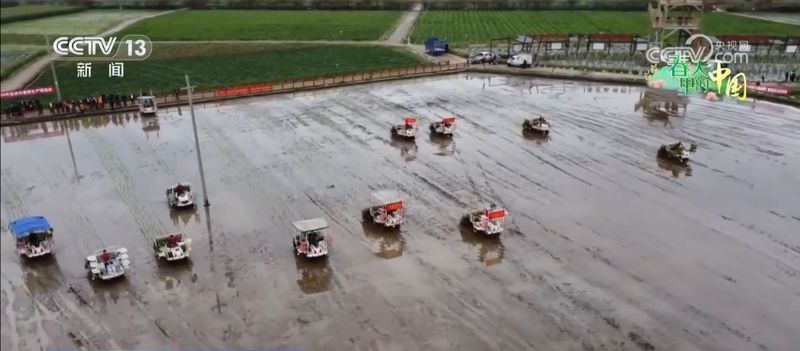 春风拂田野，稻油轮作绘就丰收新图景；金色花海点亮乡村致富路。