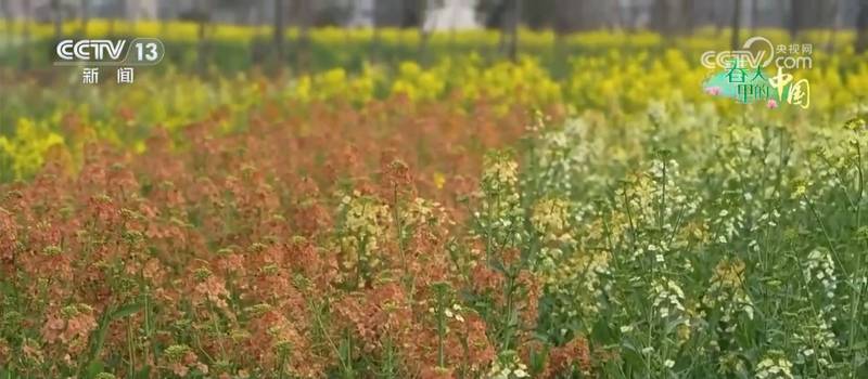 春风拂田野，稻油轮作绘就丰收新图景；金色花海点亮乡村致富路。 文化旅游