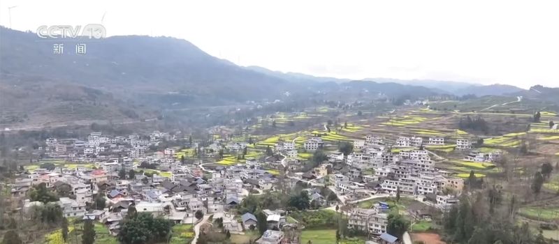  春风拂田野，稻油轮作绘就丰收新图景；金色花海点亮乡村致富路。 文化旅游