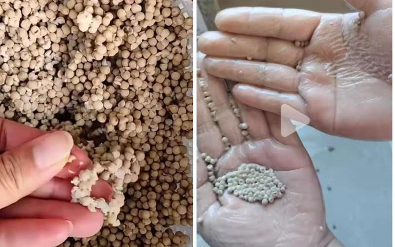  网购胡椒粉乱象频现；标称纯正却藏猫腻；消费者如何擦亮眼睛。 健康养生