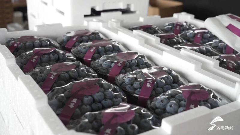  技术破局：果庄镇如何用智慧农业重新定义蓝莓产业链 新闻