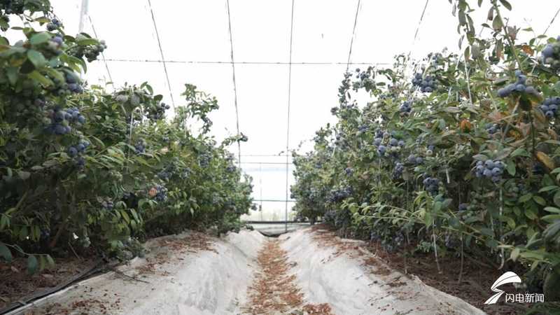 技术破局：果庄镇如何用智慧农业重新定义蓝莓产业链