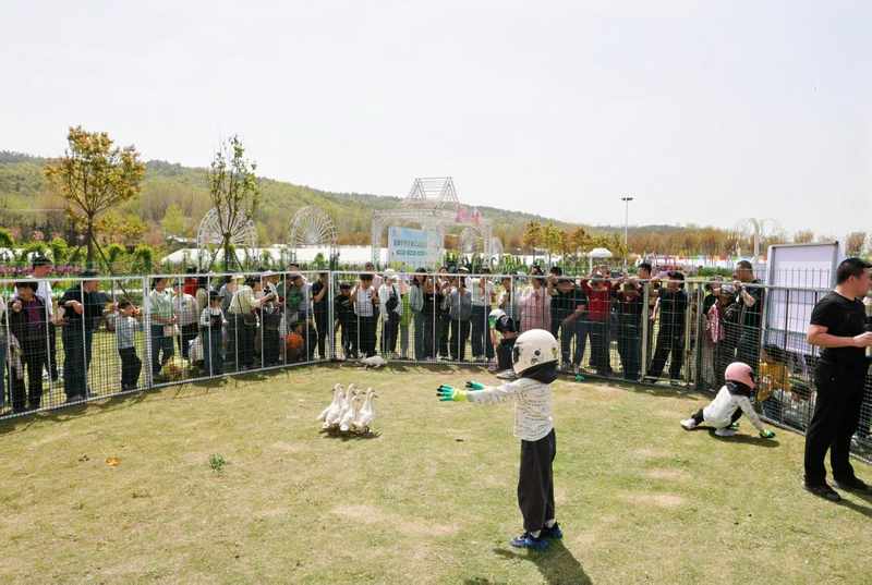  一朵花改变一个村庄：三位返乡青年的“花样共富路” 文化旅游