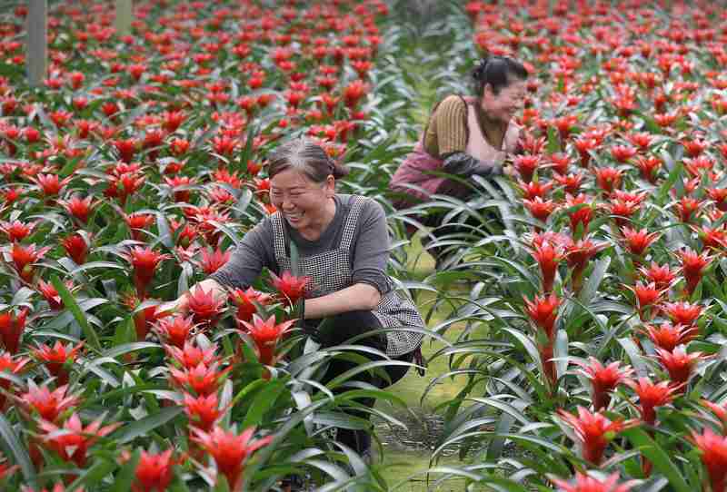  一朵花改变一个村庄：三位返乡青年的“花样共富路” 文化旅游