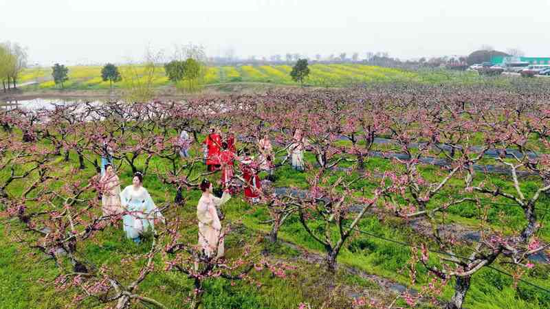  一朵花改变一个村庄：三位返乡青年的“花样共富路” 文化旅游