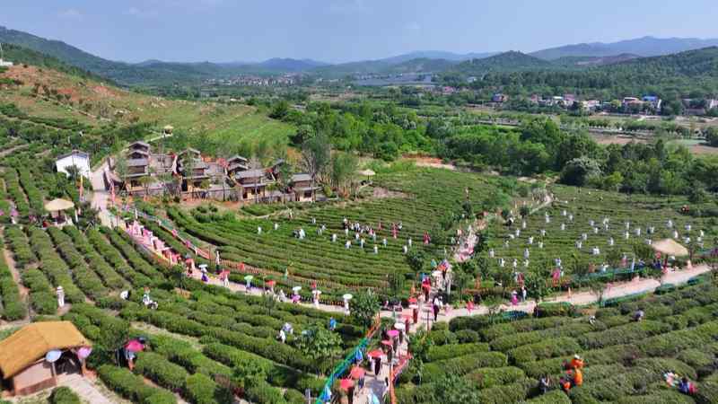  一朵花改变一个村庄：三位返乡青年的“花样共富路” 文化旅游