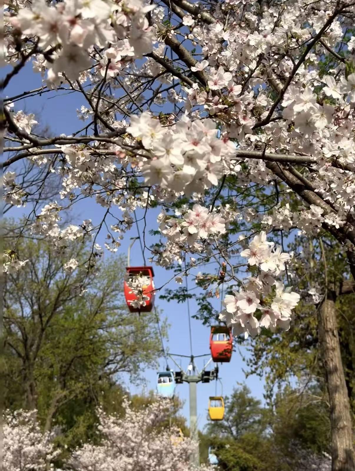  苏州无锡1小时交通圈实测报告：基于三次踩点验证的最优周边游方案 文化旅游